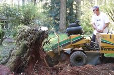 Daniel is 1/3 of the way through a 3' high 40 year old stump that was in the middle of a landscape planting. There are a lot of chips that will be left when this stump is completely ground up.