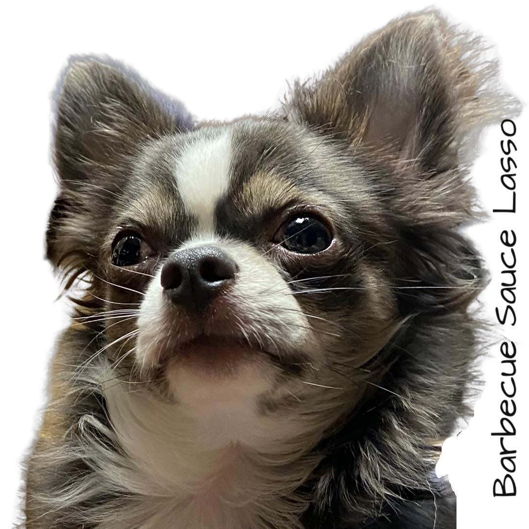 Grey long haired clearance chihuahua