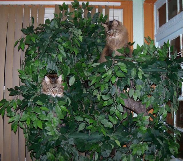 Sturdy Cat Trees for Maine Coons