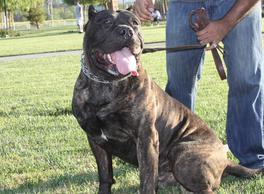 Ambullneo store mastiff puppies