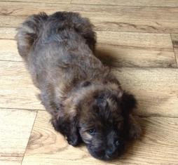 Sable phantom hot sale goldendoodle