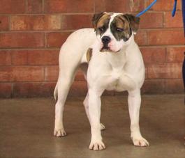 Nkc store american bulldog