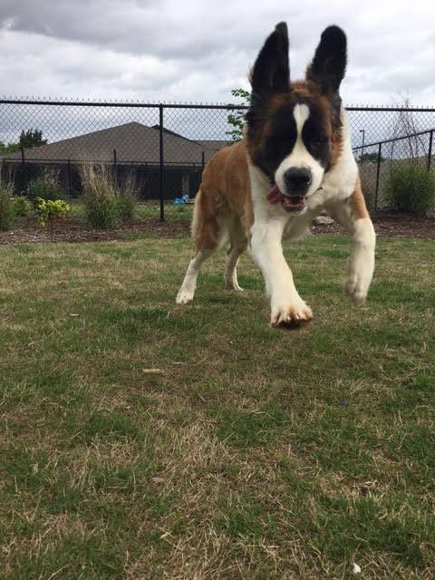 Creature Comforts Kennels Pet Boarding Dog Grooming
