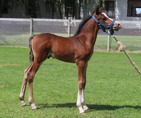 they okan morgans foals stallions offered bred listed many these just horse