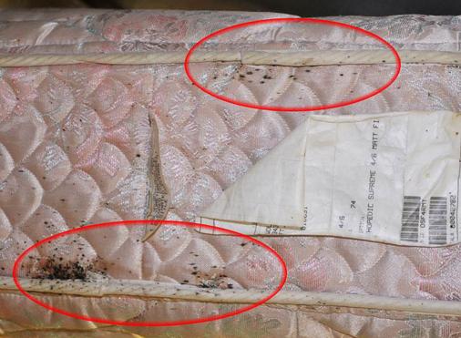 ALBUQUERQUE BEDBUGS INFESTED MATTRESS REMOVAL