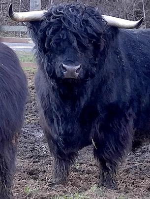 Black highland cattle,Scottish highland cattle, Highland cattle black,Highland cattle, Highland calves