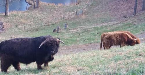 Highland cattle black,Scottish highland cattle,Black highland cattle,Highland cattle, Highland calves