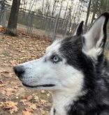 a black and white dog with a white muzzle, forehead and throat and blue eyes