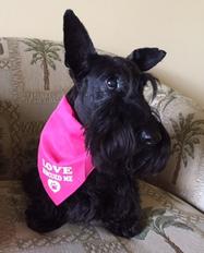 Links of Interest to Scottish Terrier Owners breeder referral