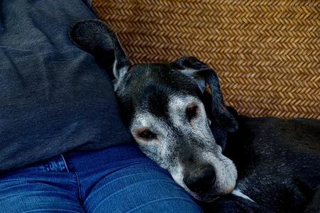 Older dog resting head on owner's lap