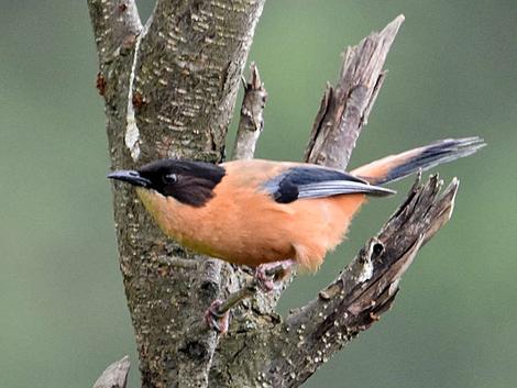 Birding route from Pangot along Kilbury Road