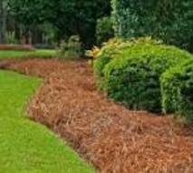 Landscaping, Pine needles