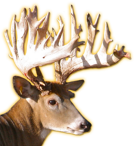 BR2 TAZ WHITETAIL BREEDER BUCK