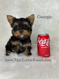 Yorkshire-terrier-puppy-with-floppy-ears