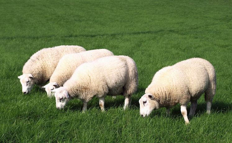 GRAZING SERVICES