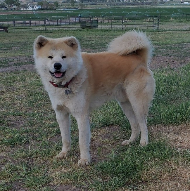 Akita inu sale pedigree