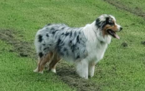 Blue Merle Australian Shepherd VIRIGNIA