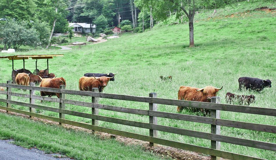 Scottish highland cattle, Highland cattle, Black highland cattle, Highland cattle calves