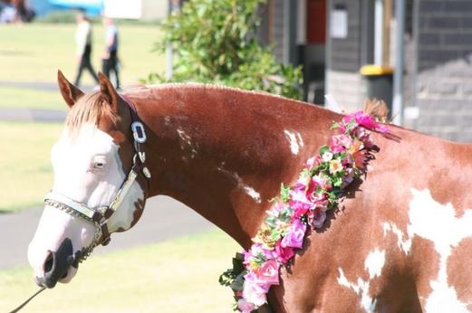 Beggarsson - 2011 PHAA Grand Champion Amateur Colt/Stallion