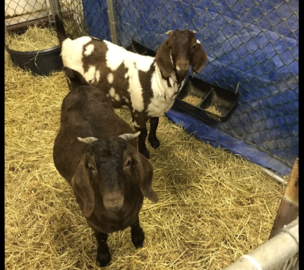 Double Creek Ranch Black Boers - black, colored, dappled, red, paint, traditional boer goats ...