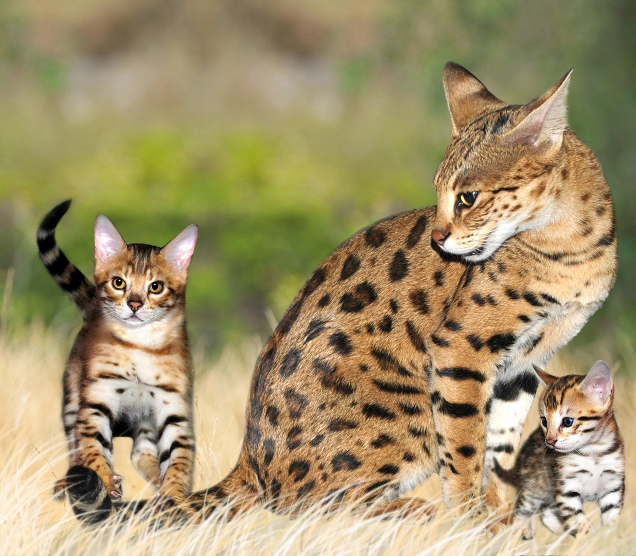 Savannah cat hot sale for sell