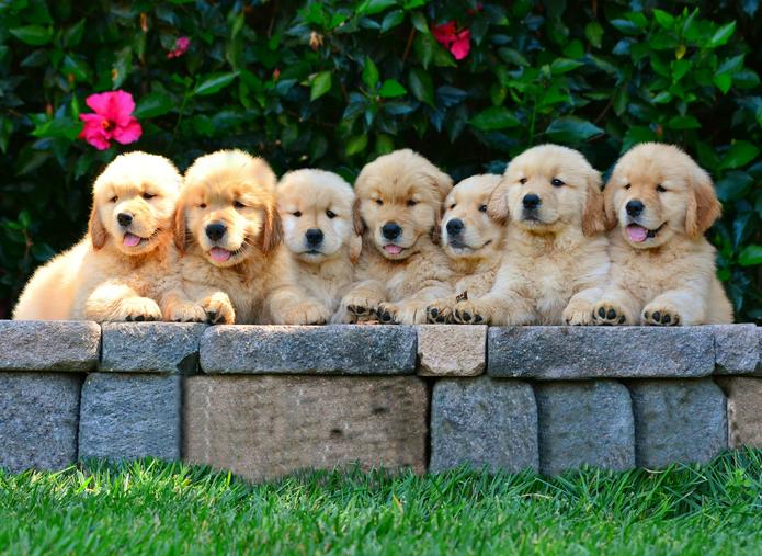 Seven golden retriever puppies on a wall with green background