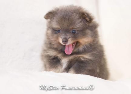 Irish Marked Blue Tri-parti, Male Pomeranian