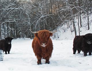 Highland cattle black,Scottish highland cattle,Black highland cattle,Highland cattle, Highland calves