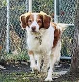 a running brown and white dog with a chain-link fence behind him