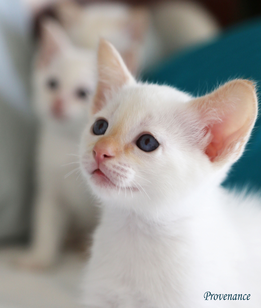 Red point sale siamese for sale