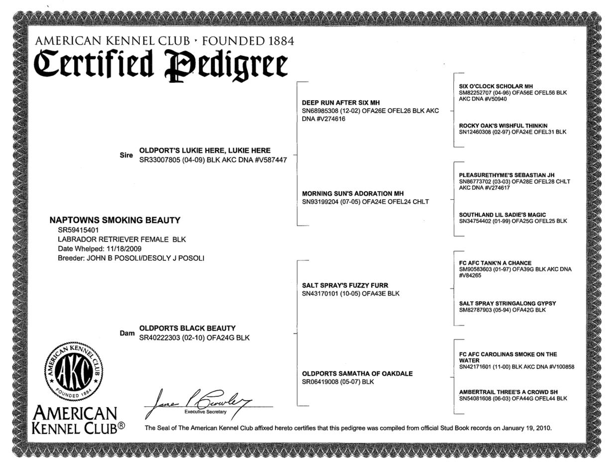 American kennel club pedigree hotsell