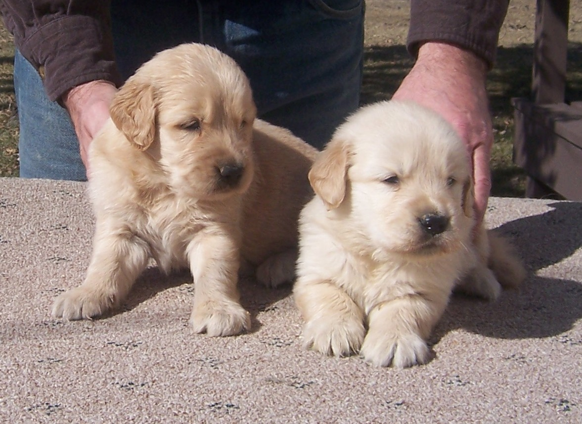 Golden retriever puppies for sale best sale in il