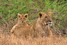 Favorite pictures of lions from Tanzania