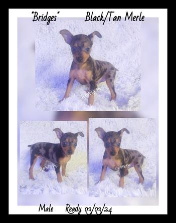 Merle pinscher outlet