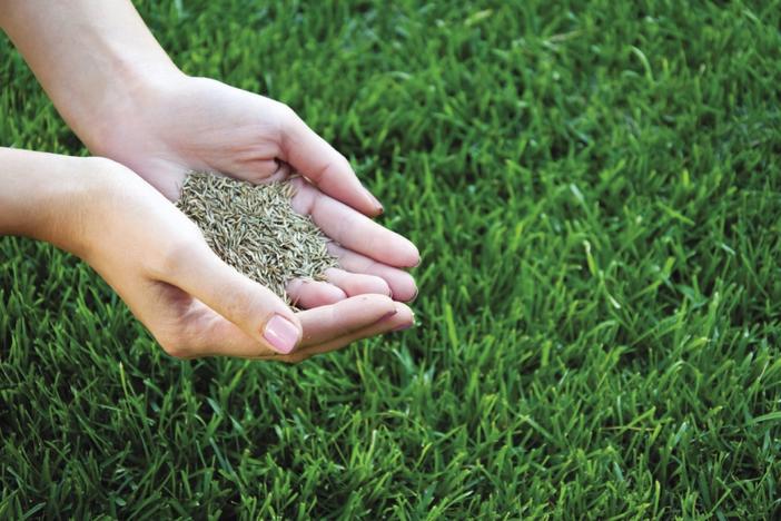 LAWN OVERSEEDING AND CARE IN EDINBURG MCALLEN TEXAS AREA