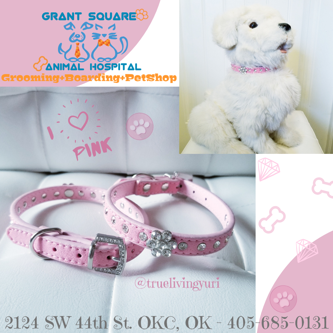 Grant Square Animal Hospital Boarding-Grooming-PetShop - Oklahoma City Veterinary  Clinic Dog Cat Grooming in Southwest Oklahoma City - Moore, Oklahoma