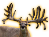 WILDCORE WHITETAIL BUCK