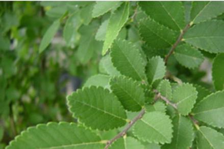 buy a mexican white oak in san antonio at wilson landscape nursery