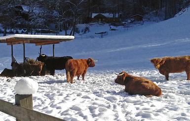 Highland cattle black,Scottish highland cattle,Black highland cattle,Highland cattle, Highland calves