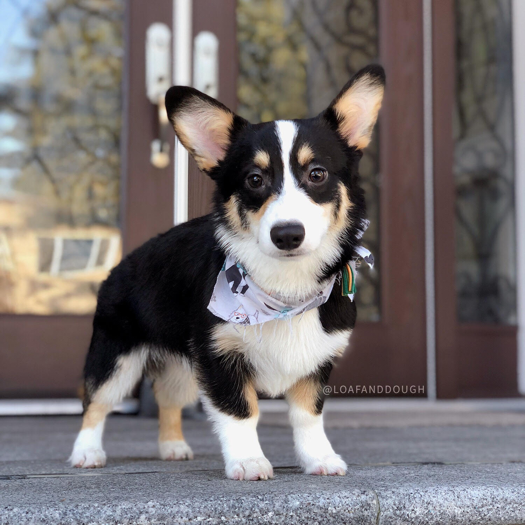 Fashion corgis of paradise acres