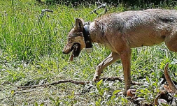 Yellowstone Wolf, Yellowstone wildlife, Yellowstone National Park, pack trips, day rides