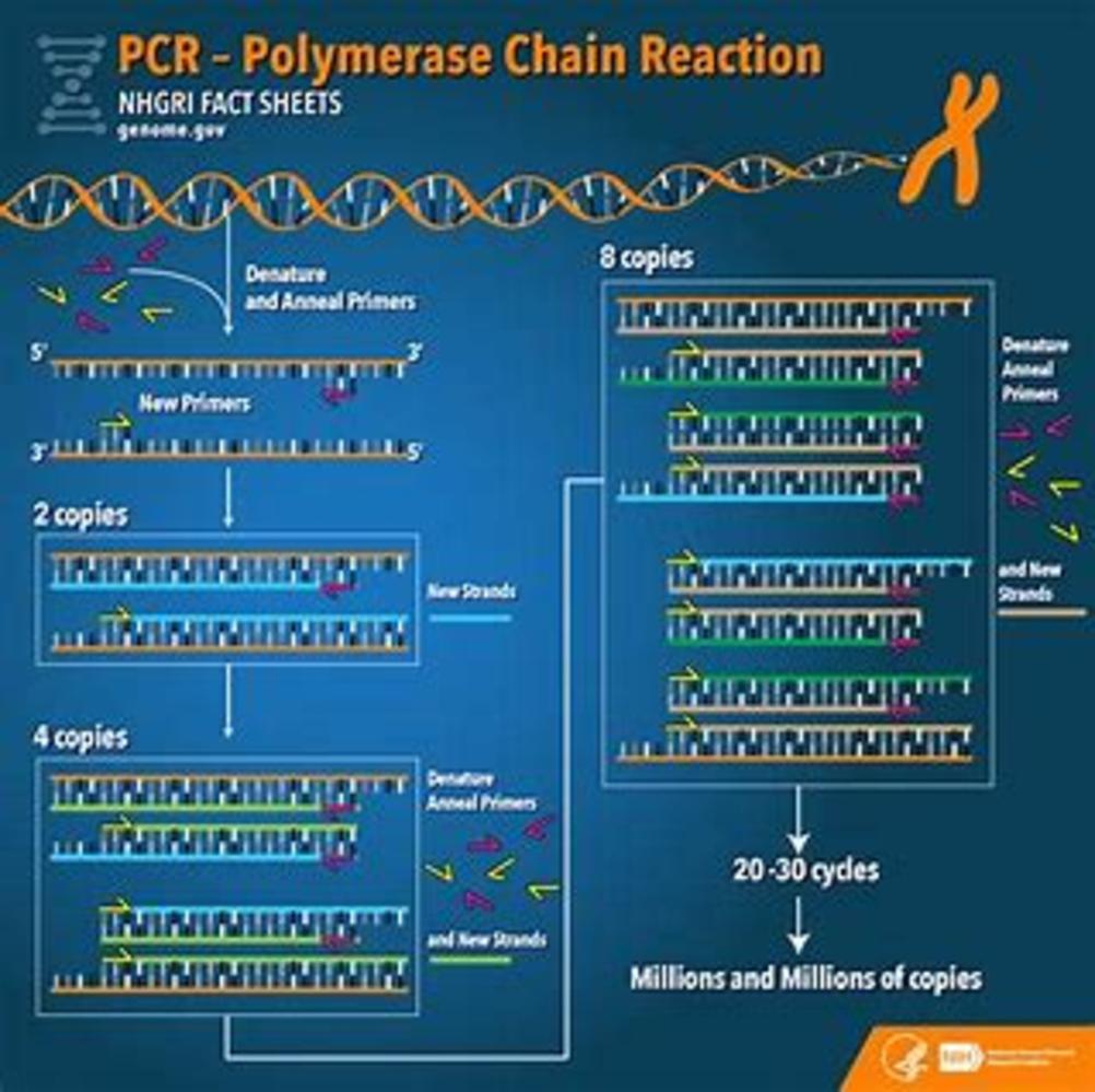 pcr