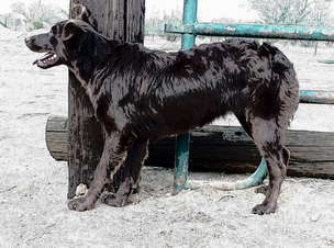 Australian shepherd working store dog