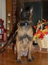 Metropolitan K-9 graduate, Nisha