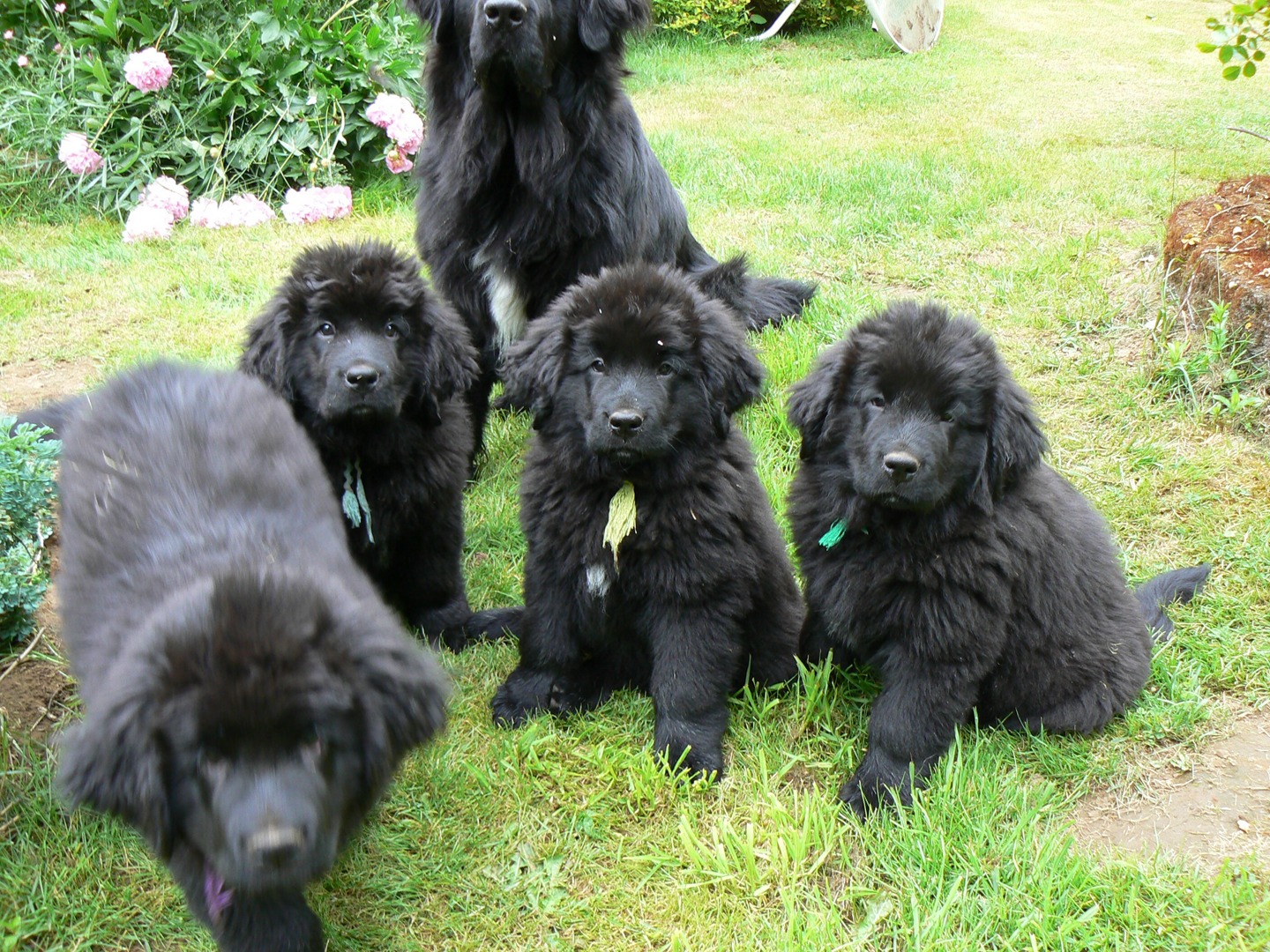 8 week hot sale old newfoundland