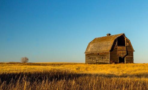 Landscape of an old barn in a field of wheat