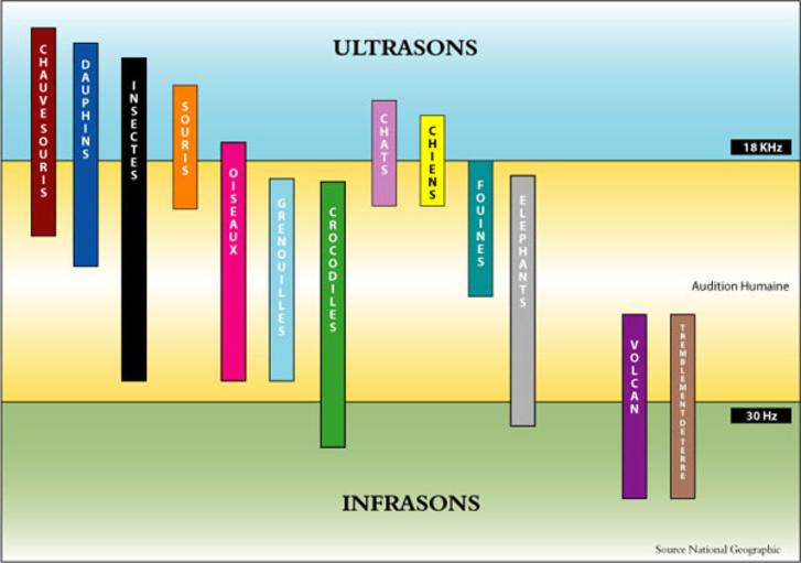 Quels sont les animaux sensibles aux ultrasons ?