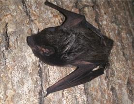 Silver Bat on tree