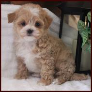 red and white maltipoo puppies for sale
