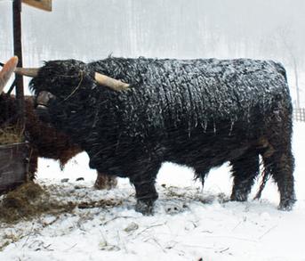 Highland cattle black,Scottish highland cattle,Black highland cattle,Highland cattle, Highland calves